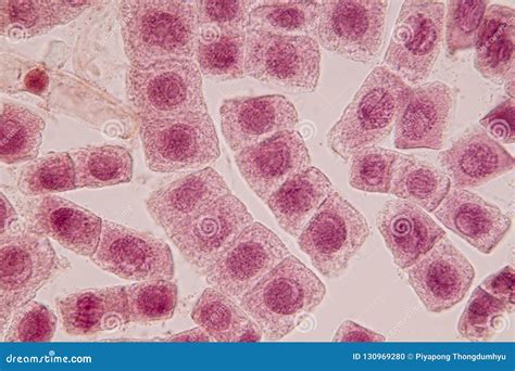 Interphase Animal Cell Microscope - Cell Cycles: Interphase, Mitosis ...