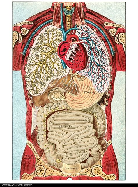 Anatomy And Physiology Guide