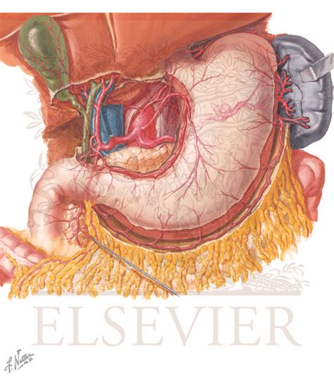 Stomach Blood Supply Anatomy