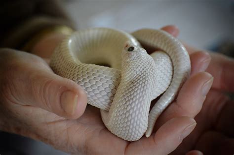 24 Awesome Hognose Snake Morphs - Reptile Advisor