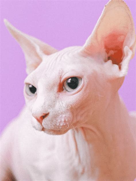 Sphynx Cats - Animals Around The Globe