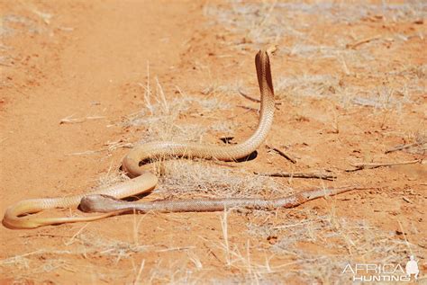 spitting cobra | AfricaHunting.com