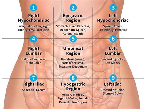 Regions Of Abdomen Diagram Regions Of The Abdomen Diagram