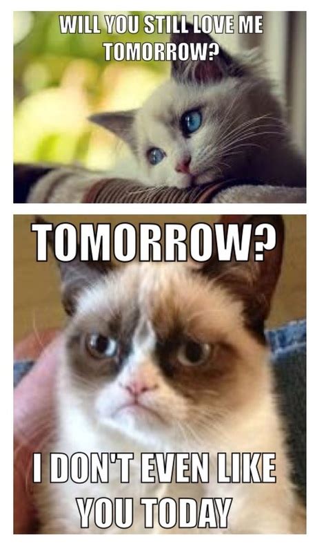 Grumpy Cat Memes - Memes for Lifee