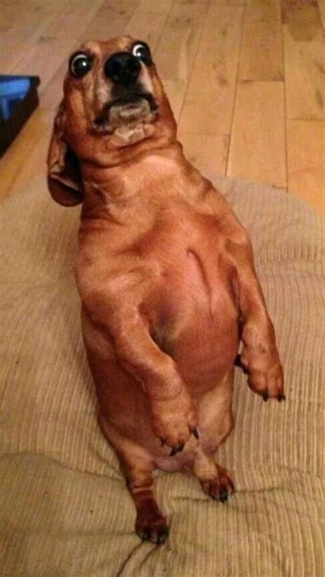 Meet the world s fattest wiener dog – Artofit