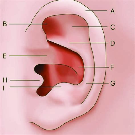 Diagram representing the normal anatomy of a neonatal ear. a: helix. B ...