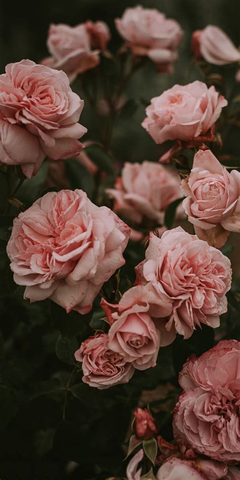 Search Wallpaper: Aesthetic Background Pink Roses