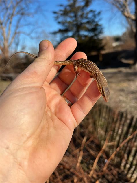 Red Ackie Monitor Babies For Sale | American Reptile Distributors