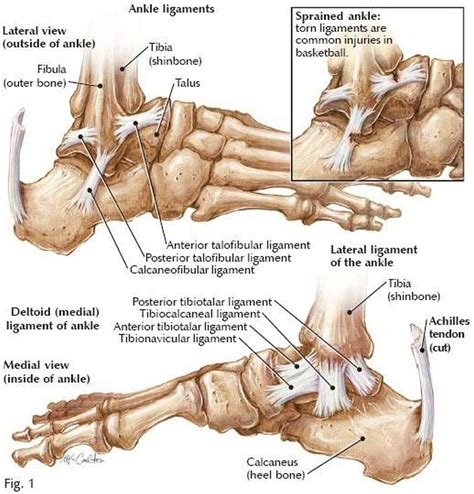 Pictures Of Ankle Joint Ligaments