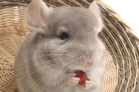 Top 15 Smallest Rodents Worldwide (Can Keep As Pets) 2023