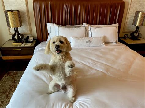 The 7 Best Pet Friendly Hotels In Arizona – Big 7 Travel