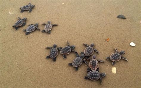 Release Sea Turtle Hatchlings in Cool Things To Do at Barbados Info ...