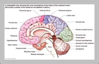 Posterior Commissure 300×190 - Graph Diagram