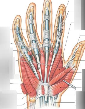 palmar muscles of the hand Diagram | Quizlet