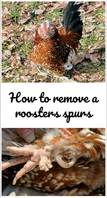 How to remove rooster spurs (the easy way) - Murano Chicken Farm