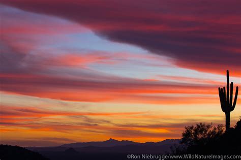 Saguaro Cactus Sunset | Tucson, Arizona. | Photos by Ron Niebrugge