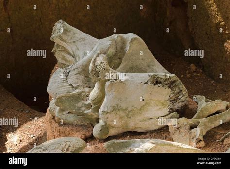 Ancient elephant fossils Millions of years old That were unearthed on ...