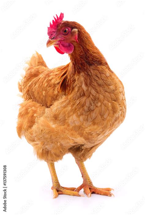 Brown hen isolated. Stock Photo | Adobe Stock