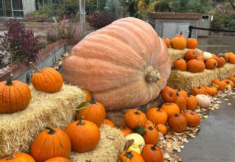 Watch a Live Carving of Colorado’s Largest Pumpkin! - Mile High Mamas ...