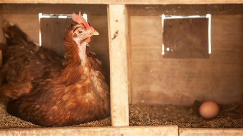 How winter affects egg production | British Hen Welfare Trust