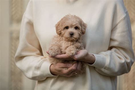 Maltese Poodle Toy Or Teacup Mix | Wow Blog