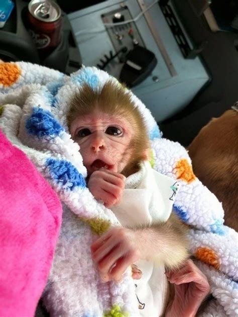 Baby Monkey For Sale, Monkeys For Sale, Baby Monkey Pet, Cute Monkey ...