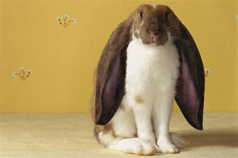 A Guide to Lop Eared Rabbits and Care