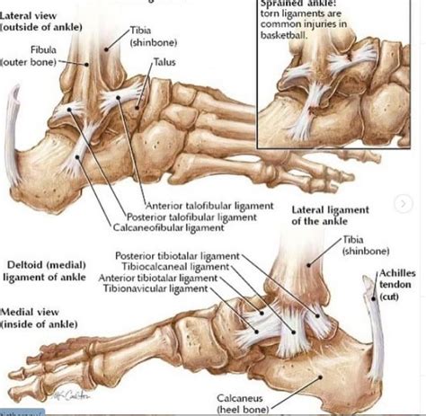 Pin von Lis Bad auf Physio & Bewegungslehre | Anatomie, Verstauchter ...