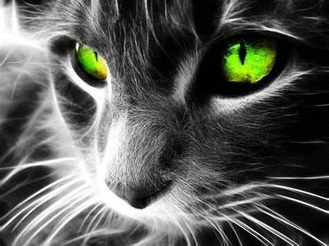 Green cat eyes / 1600 x 1200 / Animals / Photography | MIRIADNA.COM