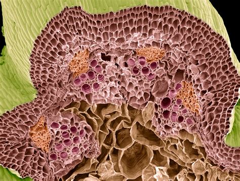 Vascular system | Botany, Xylem, Phloem, Importance, Characteristics ...