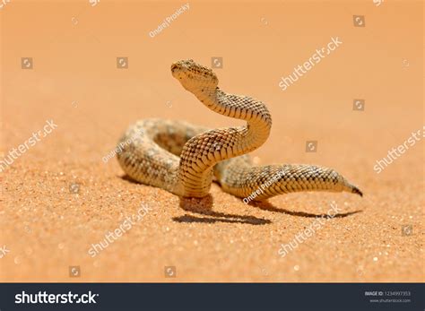 12,924 Desert snakes Images, Stock Photos & Vectors | Shutterstock