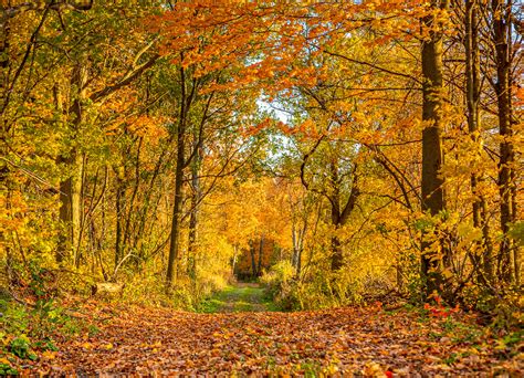 Fall Leaves Tree Tunnel Photography Print