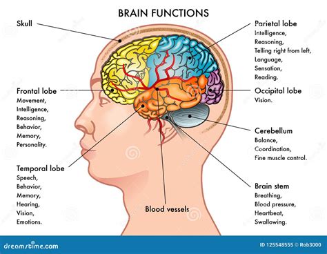 Brain Functions Chart Cartoon Vector | CartoonDealer.com #125548555