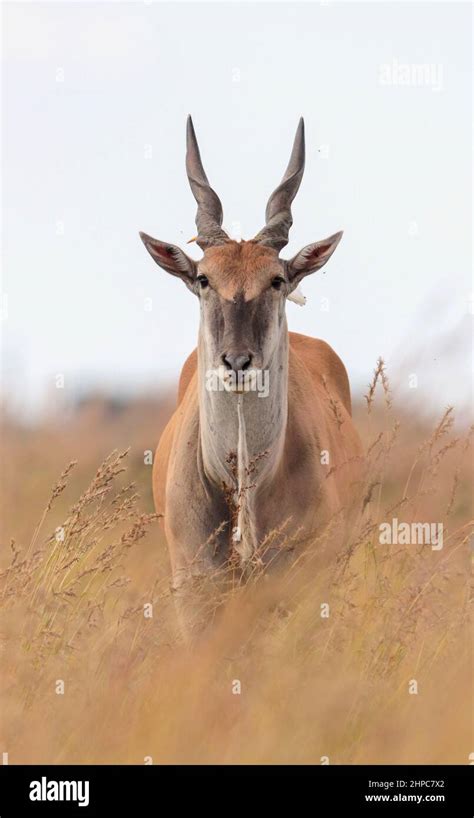 Eland Bull, South Africa Stock Photo - Alamy