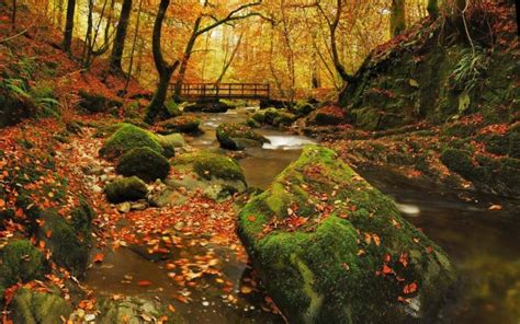 Autumn in Grizedale forest The lake district England - Photorator