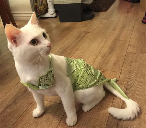 Cuddlebug’s mermaid costume : r/catsincostumes