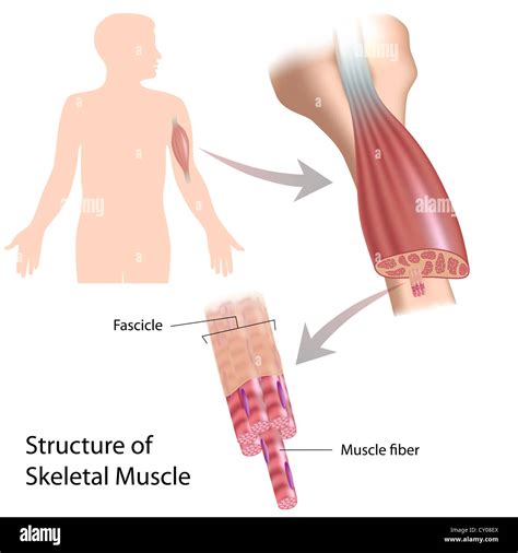 Skeletal muscle structure Stock Photo - Alamy