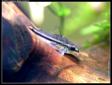 Pygmy Cory Care (Corydoras pygmaeus) - Aquarium API