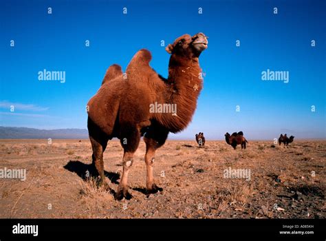 Bactrian camels in Mongolia's Gobi desert Stock Photo - Alamy