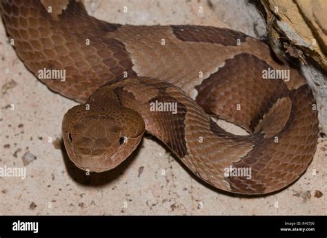 Copperhead, Agkistrodon contortrix Stock Photo - Alamy