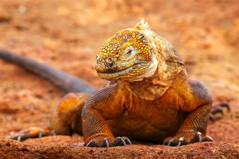 Unique Galapagos Islands Animals in Photos | The Planet D