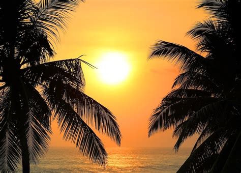 Premium Photo | Tropical sea sunset and palms