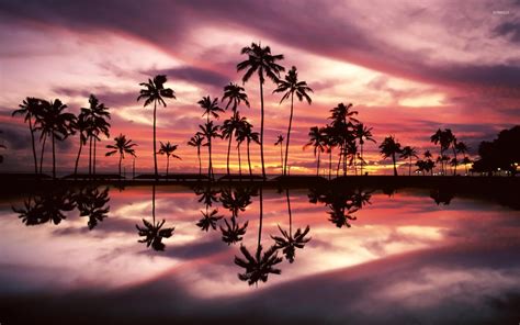 Ocean Palm Tree Wallpapers - Top Free Ocean Palm Tree Backgrounds ...