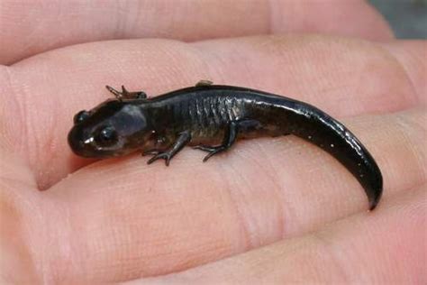 PA HERP IDENTIFICATION » Spotted Salamander