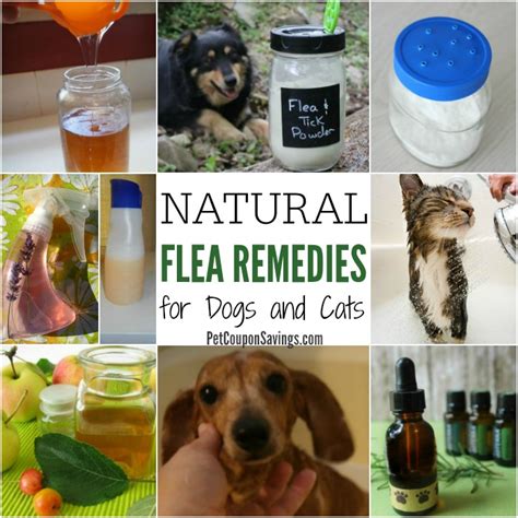 11 Natural Flea Remedies for Dogs and Cats - Pet Coupon Savings