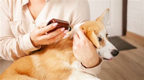 Flea Treatments for Dogs | Odie Pet Insurance