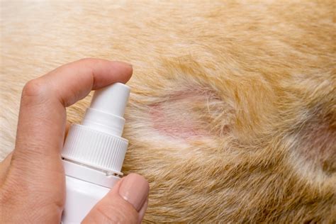 Flea Allergy Dermatitis in Dogs - The Dogington Post