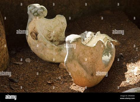 Ancient elephant fossils Millions of years old That were unearthed on ...