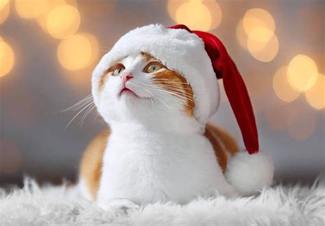 Christmas Gifts for Cats 2023: 15 Stocking Stuffers & DIY Cat Gifts