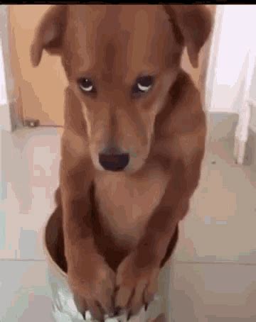 Puppy Eyes GIF - Puppy Eyes Sorry - Discover & Share GIFs